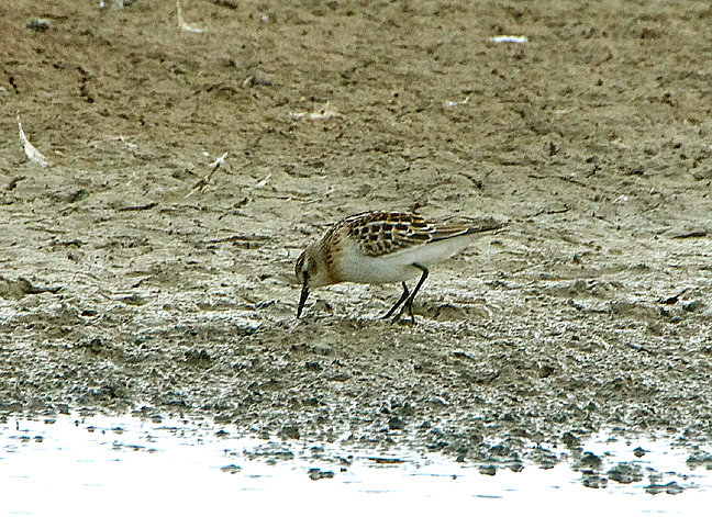 LITTLE STINT . BLACKHOLE MARSH . DEVON . 18 / 8 / 2020