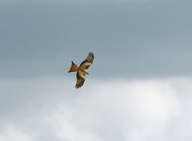 RED KITE . SALISBURY PLAIN . WILTSHIRE . 18 / 8 / 2020