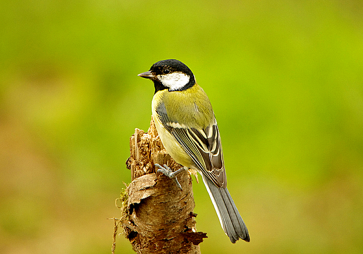 GREAT TIT . HALDON FOREST . DEVON . ENGLAND . 10 / 9 / 2020