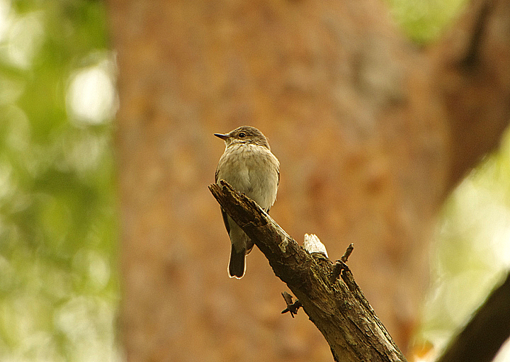 SPOTTED FLYCATCHER . BYSTOCK COMMON . DEVON . ENGLAND . 11 / 9 / 2020