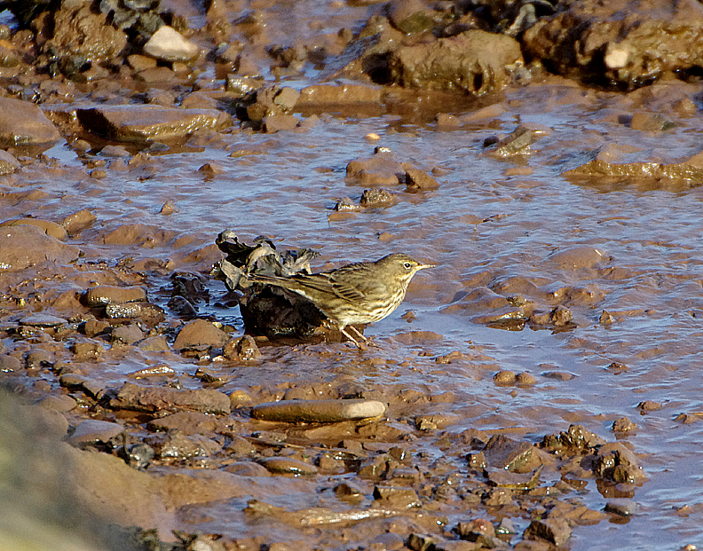 ROCK PIPIT . TURF LOCKS . DEVON . ENGLAND . 13 / 11 / 2020