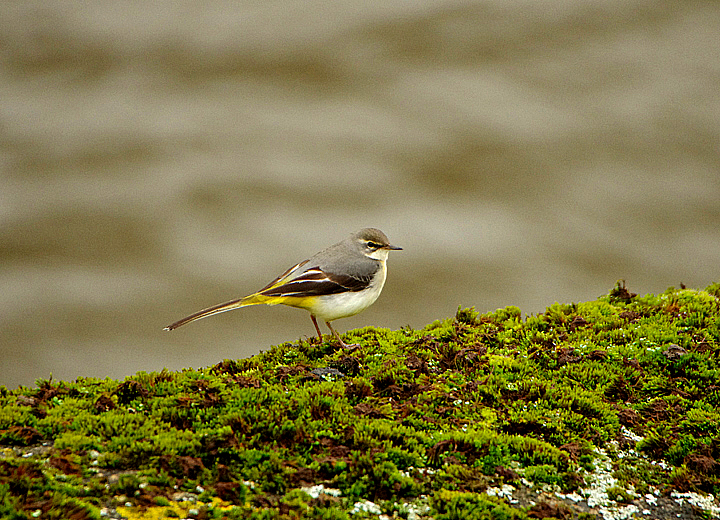 GREY WAGTAIL . EXWICK FLOOD RELIEF . EXETER . DEVON . ENGLAND . 13 / 12 / 2020