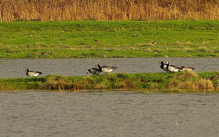 BARNACLE GOOSE . THE EXMINSTER MARSHES . DEVON . ENGLAND . 21 / 12 / 2020