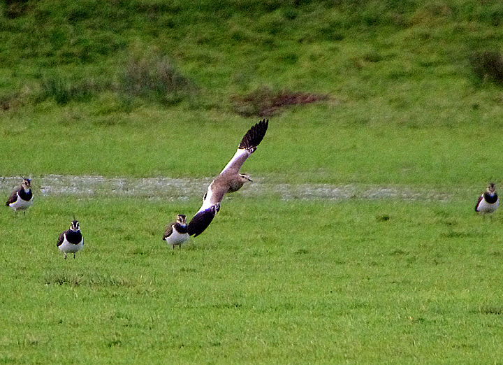 SOCIABLE LAPWING . BUDE MARSHES . CORNWALL . 3 / 1 / 2021