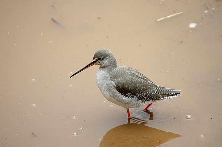SPOTTED REDSHANK . THE QUAY . TOPSHAM . DEVON . 11 / 2 / 2021