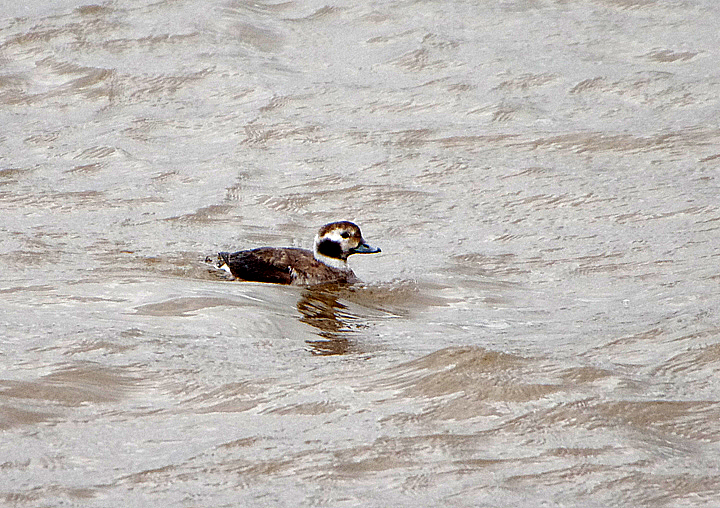 LONG-TAILED DUCK . TOPSHAM QUAY . DEVON . 11 / 2 / 21