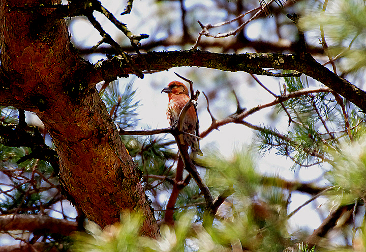 COMMON CROSSBILL . HALDON FOREST . DEVON . 1 / 5 / 2021