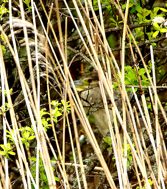 BLACK-CROWED NIGHT HERON . SLAPTON LEY . DEVON . ENGLAND . 11 / 4 / 2021