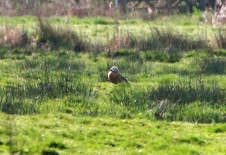 RUDDY SHELDUCK . THE EXMINSTER MARSHES . DEVON . ENGLAND . 4 / 4 / 2021