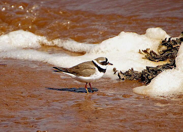 RINGED PLOVER . THE EXE ESTUARY . DEVON . ENGLAND . 23 / 4 / 2021