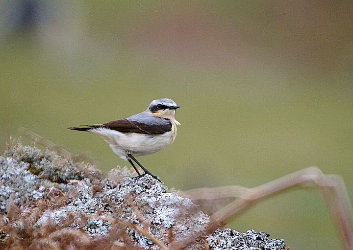 NORTHER WHEATEAR . CHALLACOMBE FARM AREA . DARTMOOR . DEVON . ENGLAND . 5 / 5 / 2021