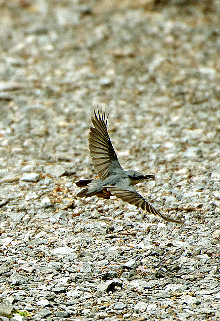 NUTHATCH . YARNER WOOD . DEVON . 9 . 5 . 2021.JPG