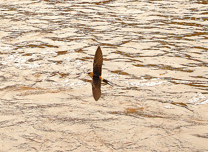 RED-RUMPED SWALLOW . DAWLISH . DEVON . 13 . 5 . 2021.JPG