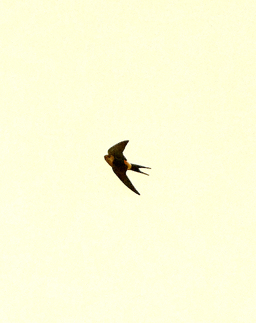 RED-RUMPED SWALLOW . DAWLISH . DEVON . 13 . 5 . 2021..JPG