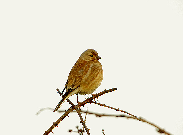 LINNET . ORCOMBE POINT . DEVON . 15 . 5 . 2021.JPG