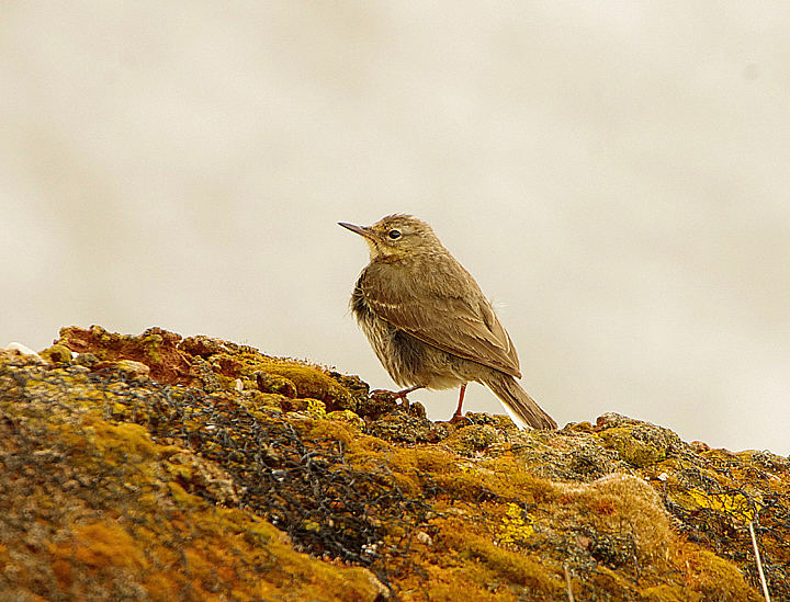ROCK PIPIT . ORCOMBE POINT . DEVON . 14 . 5 . 2021.JPG