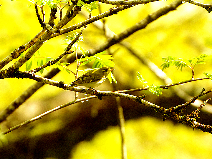 WOOD WARBLER . YARNER WOOD . DEVON . 9 . 5 . 2021 ..JPG