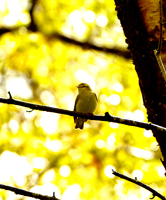 WOOD WARBLER . YARNER WOOD . DEVON . 9 . 5 . 2021.JPG