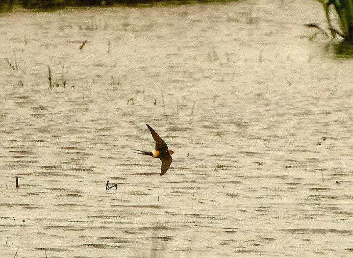 RED-RUMPED SWALLOW . THE EXMINSTER MARSHES . DEVON . 23 / 5 / 2021