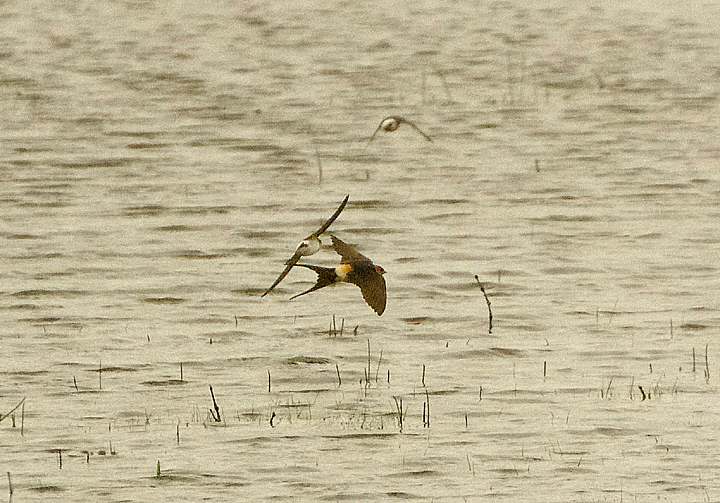 RED-RUMPED SWALLOW . THE EXMINSTER MARSHES . DEVON . 23 / 5 / 2021