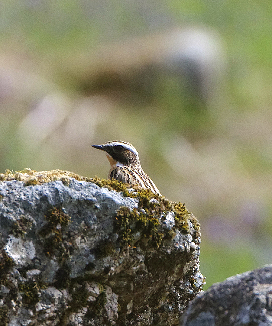 WHINCHAT . HEADLAND WARREN AREA . DARTMOOR . DEVON . 29 / 5 / 2021