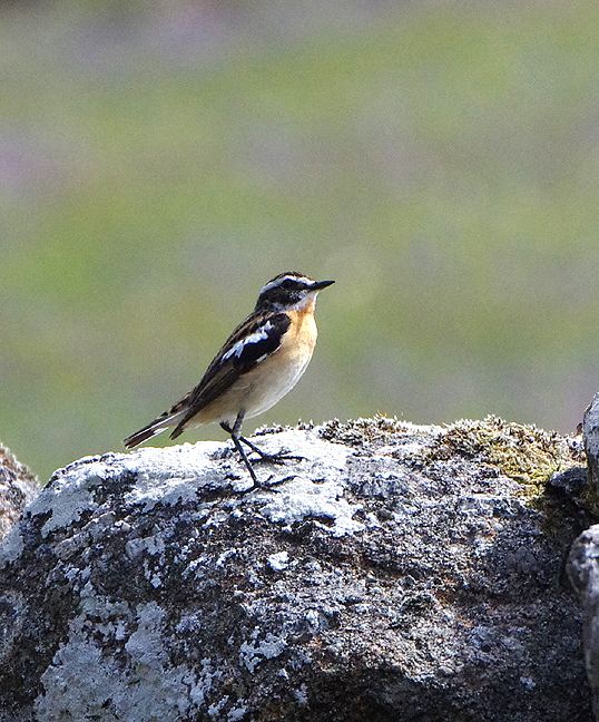 WHINCHAT . HEADLAND WARREN AREA . DARTMOOR . DEVON . 29 / 5 / 2021