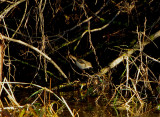 DUSKY WARBLER . EXWICK . EXETER . DEVON . ENGLAND . 20 / 12 / 2020
