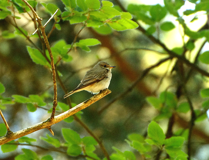 SPOTTED FLYCATCHER . BYSTOCK COMMON . DEVON . 16 / 6 / 21