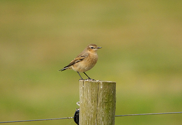 NORTHERN WHEATEAR ( 1st Winter ) . ORCOMBE POINT . EXMOUTH . ENGLAND . 1 / 9 / 2021