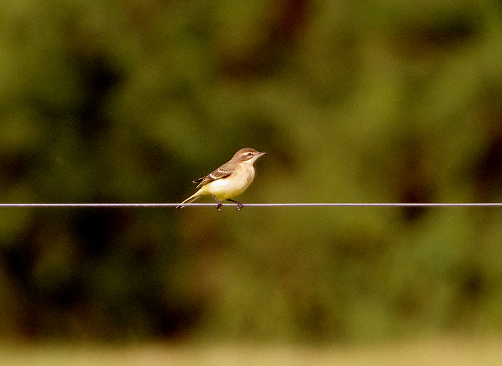 YELLOW WAGTAIL . ORCOMBE POINT . EXMOUTH . DEVON . ENGLAND . 1 / 9 / 2021