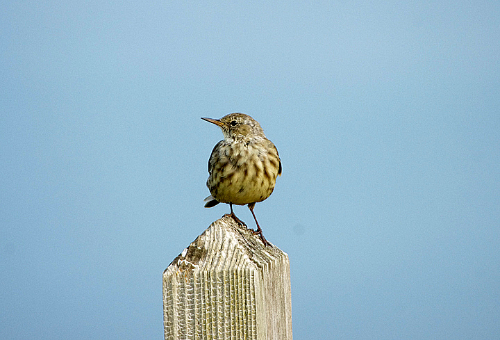 ROCK PIPIT . HARTLAND QUAY . DEVON . ENGLAND . 5 / 9 / 2021