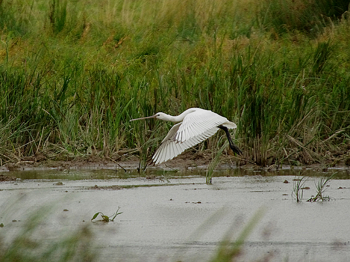 EURASIAN SPOONBILL ( Juvenile ) . THE EXMINSTER MARSHES . DEVON . ENGLAND . 8 / 9 / 2021