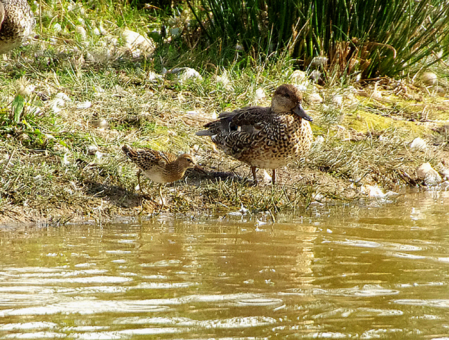 PECTORAL SANDPIPER . BOWLING GREEN MARSH . TOPSHAM . DEVON . ENGLAND . 26 / 9 / 2021