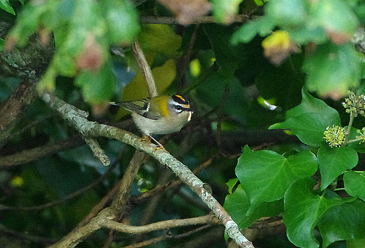FIRECREST . RYANS FIELD . HALE . CORNWALL . 11 . 10 . 2021