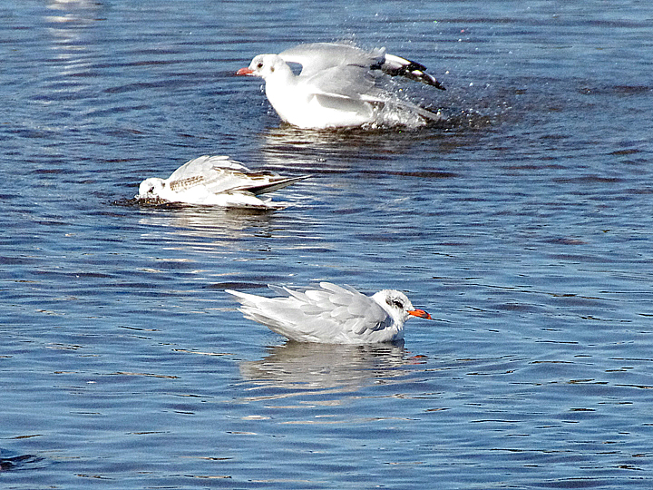 MEDITERRANEAN GULL . THE HALE ESTUARY . CORNWALL . 13 / 10 / 2021