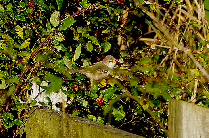 BARRED WARBLER . DAWLISH WARREN . DEVON . ENGLAND . 31 / 10 / 2021
