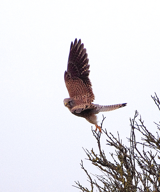 COMMON KESTREL . DAWLISH WARREN . DEVON . ENGLAND . 9 / 11 / 2021