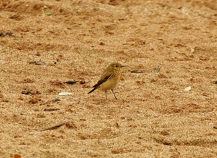 DESERT WHEATEAR . LEASFOOT BEACH . THURLESTONE . DEVON . ENGLAND . 10 / 11 / 2021