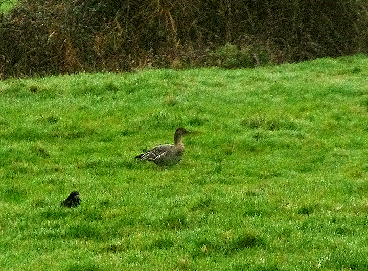 TUNDRA BEAN GOOSE . THE EXMINSTER MARSHES . DEVON . ENGLAND . 23 / 12 / 2021