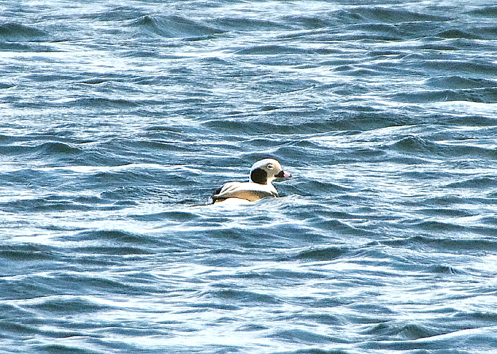 LONG-TAILED DUCK . BARROW GURNEY RESERVOIR . SOMERSET . 9 / 1 / 2022