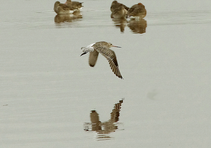 BAR-TAILED GODWIT . THE EXE ESTUARY . DEVON . ENGLAND . 11 / 1 / 2022
