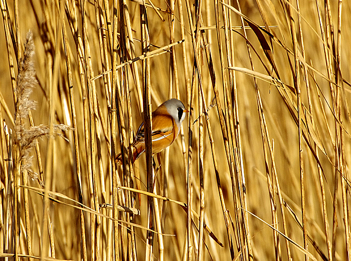 BEARDED TIT . WESTON AIRFIELD . WESTON-SUPER-MARE . SOMERSET . ENGLAND . 17 / 1 / 2022