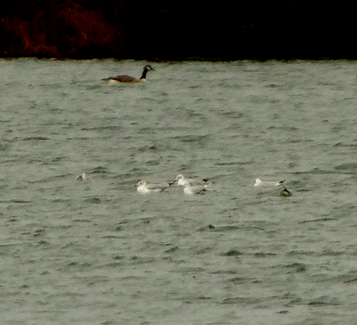 RING-BILLED GULL . IBSLEY WATER . HAMPSHIRE . 7 / 2 / 2022