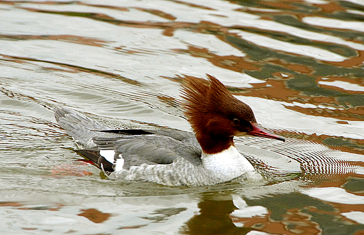 GOOSANDER ( Female ) . EXETER QUAY . DEVON . 8 / 2 / 2022