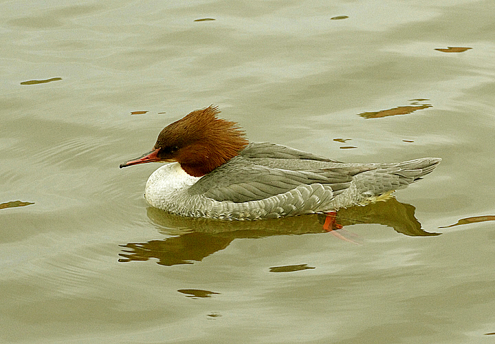 GOOSANDER ( Female ) . EXETER QUAY . DEVON . 8 / 2 / 2022