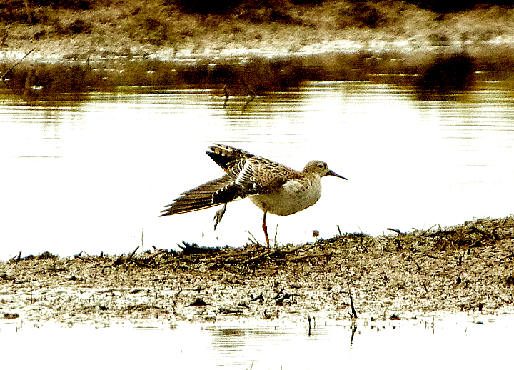 RUFF . THE EXMINSTER MARSHES . TOPSHAM . DEVON . 10 / 2 / 2022 