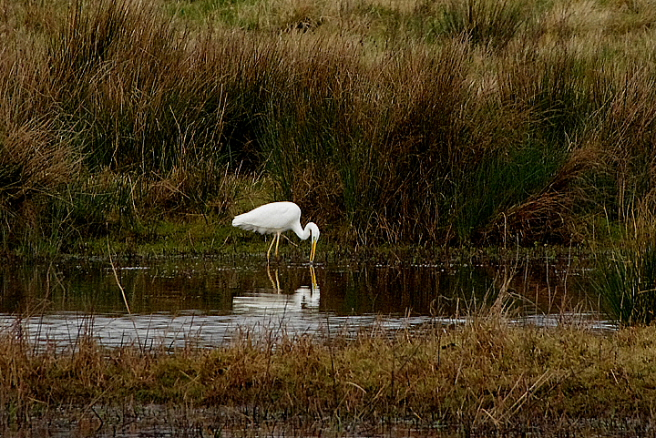GREAT WHITE EGRET . THE MATFORD MARSHES . EXETER . DEVON . 11 / 2 / 2022
