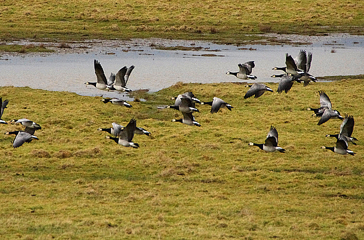 BARNACLE GOOSE . SLIMBRIDGE WWT . GLOUCESTERSHIRE . ENGLAND . 14 / 2 / 2022