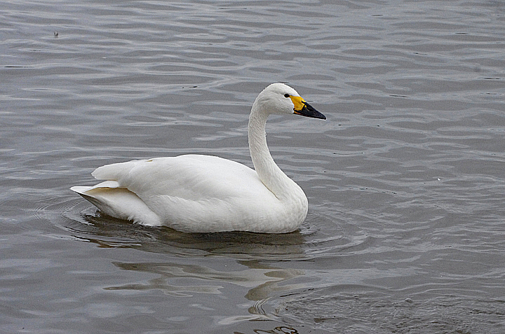 BEWICK`S SWAN . SLIMBRIDGE WWT . GLOUCESTERSHIRE . ENGLAND . 14 / 2 / 2022