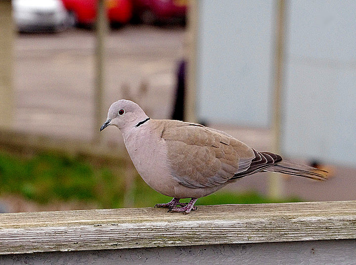 COLLARED DOVE . SLIMBRIDGE WWT . GLOUCESTERSHIRE . ENGLAND . 14 / 2 / 2022